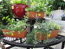 AG-herbs.png