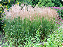 AG-grasses.png