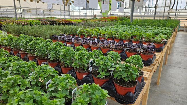 26sale1 4inch Herbs(web).jpg