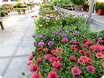 AG-annuals.png