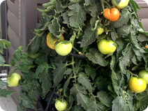 AG-vegitables.png