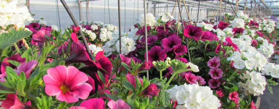 Great Selection Of Hanging Baskets