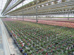 Prod9_14-1000.jpg