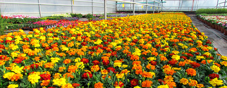 Wide Variety of Plants
