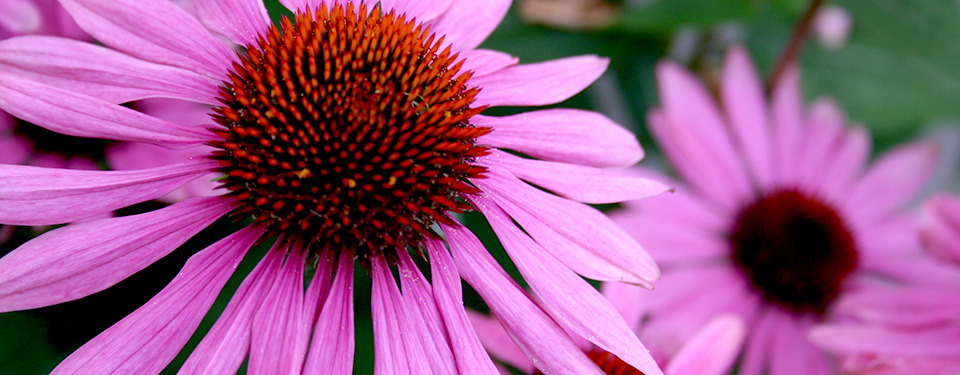 Add Colour To Your Garden This Spring
